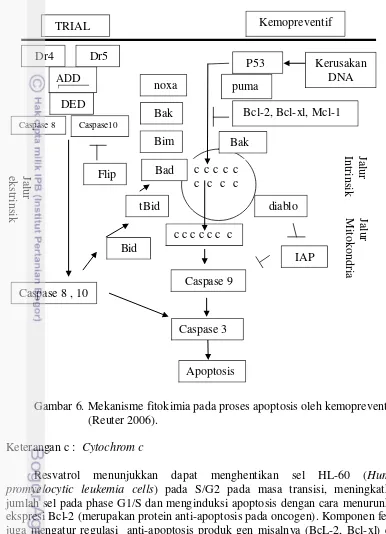 Gambar 6. Mekanisme fitokimia pada proses apoptosis oleh kemopreventif   