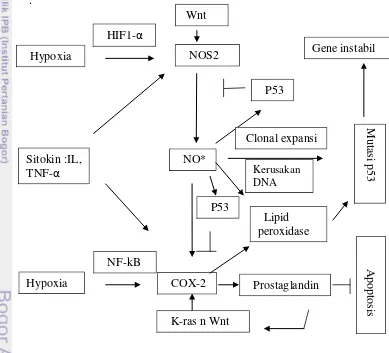 Gambar 7. Mekanisme NO* dengan inflamasi dan kanker (Hussain  2007).  