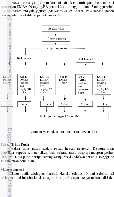 Gambar 9. Pelaksanaan penelitian hewan coba 