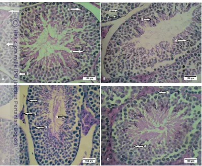 Gambar 2 Fotografi mikro organ testis pada kelompok perlakuan (A) rosela primer, (B) rosela, 