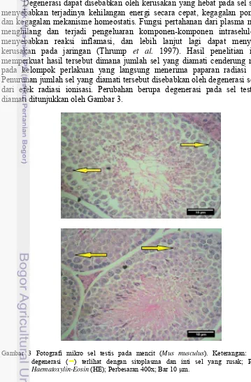 Gambar 3 Fotografi mikro sel testis pada mencit (Mus musculus). Keterangan: Sel testis 