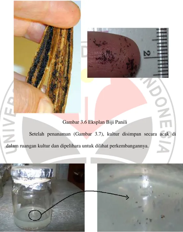 Gambar 3.6 Eksplan Biji Panili 