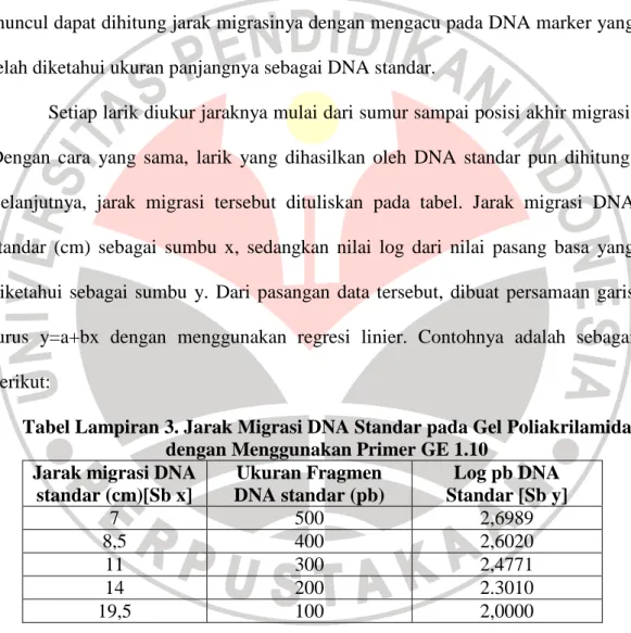 Tabel Lampiran 3. Jarak Migrasi DNA Standar pada Gel Poliakrilamida  dengan Menggunakan Primer GE 1.10 