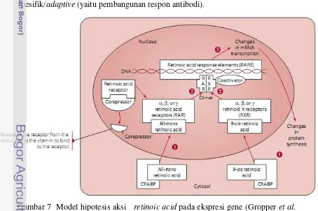Gambar 7  Model hipotesis aksi   retinoic acid pada ekspresi gene (Gropper et al. 