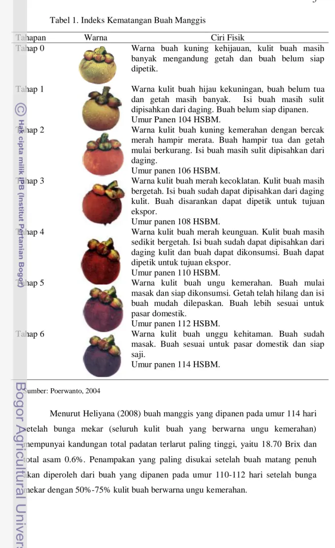 Tabel 1. Indeks Kematangan Buah Manggis 
