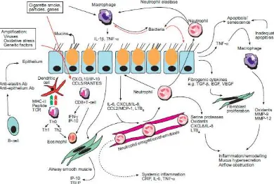 Gambar 2.1. Inflamasi pada PPOK. Paparan rokok yang kronik mengakibatkan aktifasi netrofil, makrofag, sel epitel, sel dendritik, sel T, sel B, fibroblast dan sel otot polos saluran napas sehingga terjadi pengeluaran sitokin, kemokin, dan protease