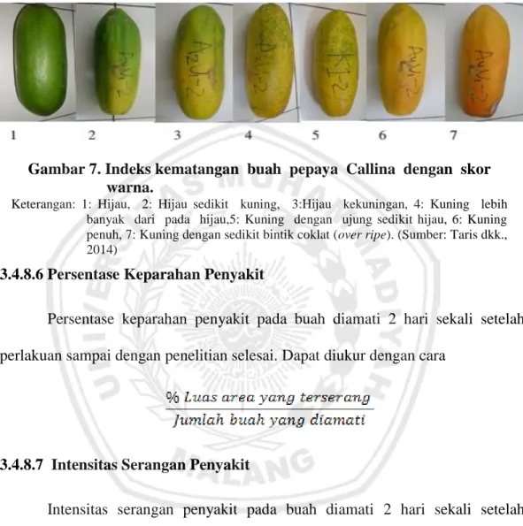 Gambar 7. Indeks kematangan  buah  pepaya  Callina  dengan  skor       warna. 