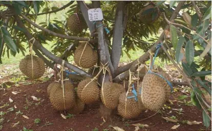 Gambar : Buah Durian Siap Panen