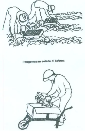 Gambar 16.  Pengemasan straberry dan selada di kebun