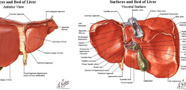Gambar 1.  Struktur anatomi hati 6 
