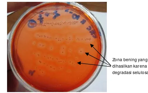 Gambar 2  Pertumbuhan isolat CR-8 menghasilkan zona bening dalam media CCRA. 