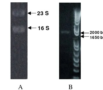 Tabel 1. Tabel 1  Primer yang didesain dari cetakan sekuen DNA penyandi selulase T.reesei