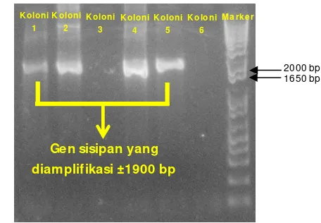 Gambar 5  Hasil PCR koloni menunjukkan amplifikasi gen sisipan (selulase). 