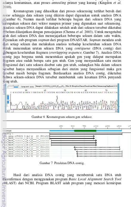Gambar 6  Kromatogram sekuen gen selulase. 