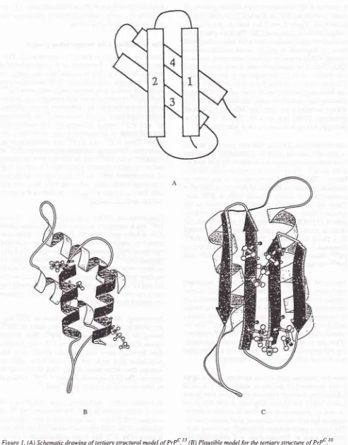 Figure I . (A) Schemaric drawing of tertiary stuctural model of PrPc.t 3 (B) Plausibte model for the tertiary structure of PrPc .10(C) Plausible modelfor the tertiary structure oY Prd,'.10