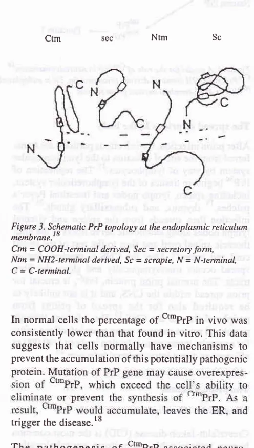 Figure 3. Sc.hematic PrP topology at the endoplasmic reticulum