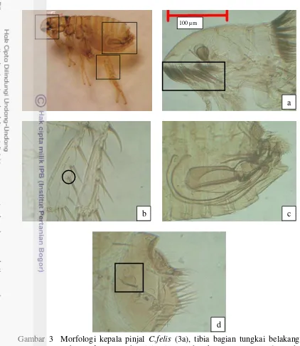 Gambar 3  Morfologi kepala pinjal C.felis (3a), tibia bagian tungkai belakang  