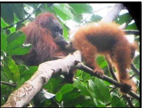 Gambar 4.5 Induk dan Anak Orangutan pada Pohon yang Sama dengan  Jarak  0 meter  
