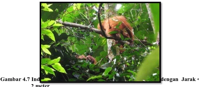 Gambar 4.6 Grafik Persentase Jarak Induk dan Anak Orangutan pada Pohon   yang Beda  