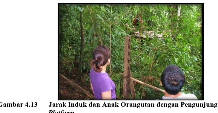 Gambar 4.13       Jarak Induk dan Anak Orangutan dengan Pengunjung ketika di Platform 