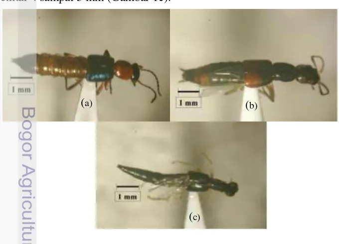 Gambar 1  Kumbang staphylinid yang ditemukan di persawahan: P. fuscipes 
