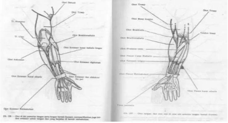 Gambar 3. Kerangka Otot lengan 