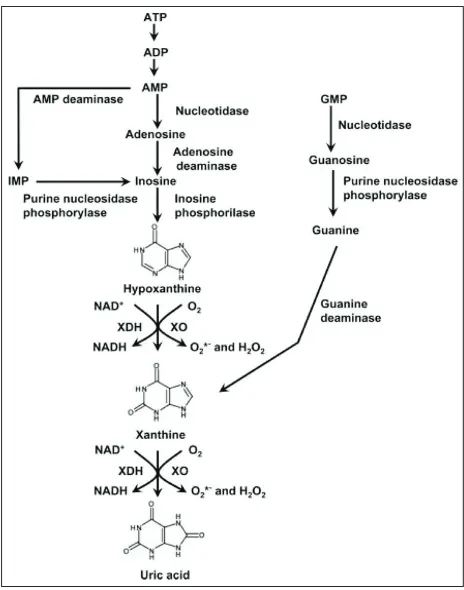 Figure 2. Effects of  ischemia and reperfusion on reactions catalyzed by xanthine oxidase