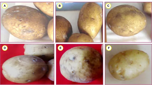 Gambar 6. Gejala serangan hawar daun pada umbi kentang setelah 10 hari diinokulasi dengan isolat P