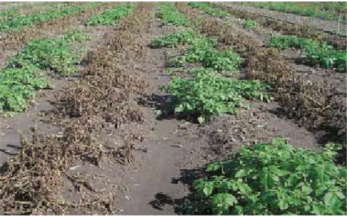 Gambar 3. Evaluasi ketahanan tanaman kentang transgenik di lapangan terhadap Phytophthora infestans US8 pada 4 minggu setelah inokulasi