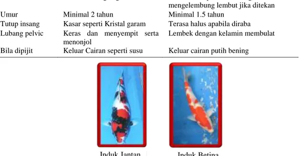 Tabel 2. Ciri-ciri Induk Matang Gonad pada Ikan Koi 