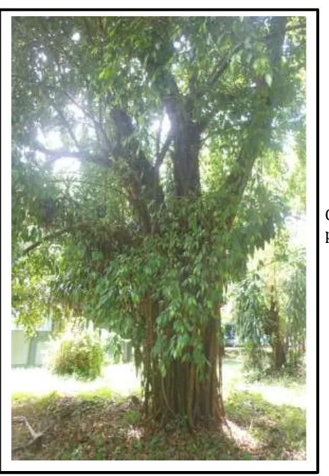 Gambar 14. Penampakan bentuk percabangan Beringin (Ficus benjamina) 