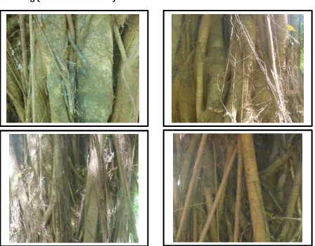 Gambar 15. Penampakan batang  Beringin (Ficus benjamina ) Kiri-kanan/atas-bawah : Utara,Barat,Selatan,Timur 
