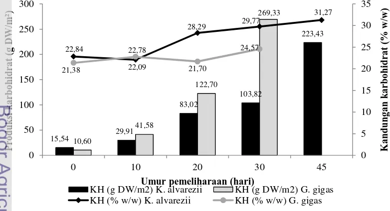 Gambar 5 Kandungan karbohidrat dan produksi karbohidrat per m2 area budidaya rumput laut K