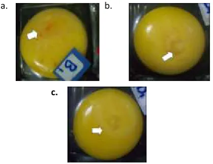 Gambar 4. Penentuan Yolk sac Circulation , Blood island, dan kematian embrio Keterangan: a :Embrio dengan Yolk sac Circulation b :Embrio dengan blood island c :Embrio yang gagal tumbuh, tanpa blood island maupun Yolk sac Circulation