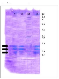Gambar 3. Hasil IEF gel elektroforesis Protein 100 kDa  isoelektrik (Keterangan: M =Marker Protein; 1, 2, 3 = Sampel; = tiga titik pI) protein 100 kDa yaitu: 6,37 ; 6,05 dan 5,64