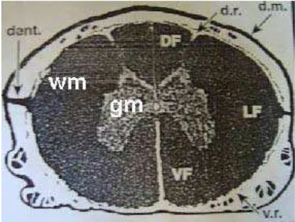 Gambar 2.3 Medula spinalis (Dellmann & Eurell, 1998) 