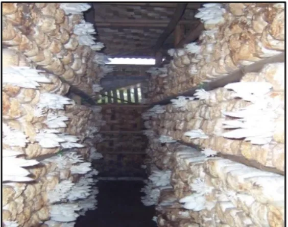 Gambar 15. Proses pertumbuhan jamur tiram di dalam kumbung.  