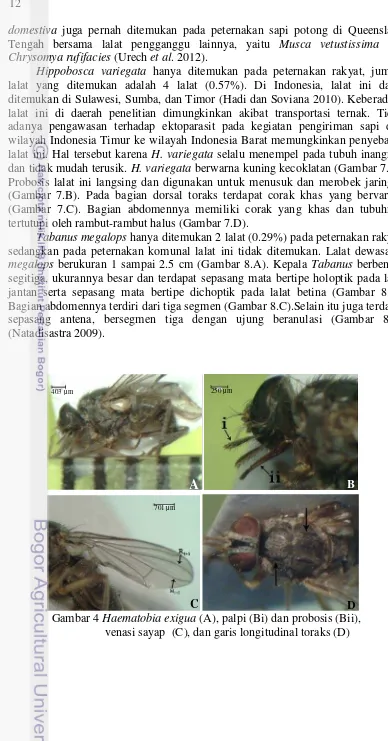 Gambar 4  Haematobia exigua (A), palpi (Bi) dan probosis (Bii), 