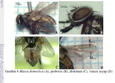 Gambar 5  Stomoxys calcitrans (A), probosis (Ai), venasi sayap (B), noktah        hitam pada abdomen (C), dan garis longitudinal toraks (D) 