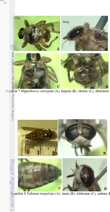 Gambar 7 Hippobosca variegata (A), kepala (B), thorax (C), abdomen (D) 