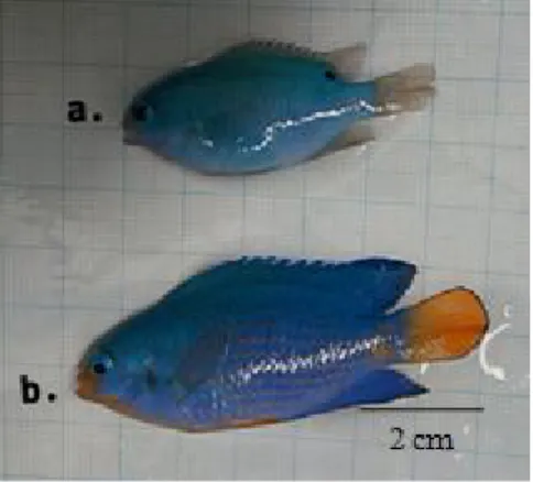 Gambar 1. Chrysiptera cyanea a.betina; 