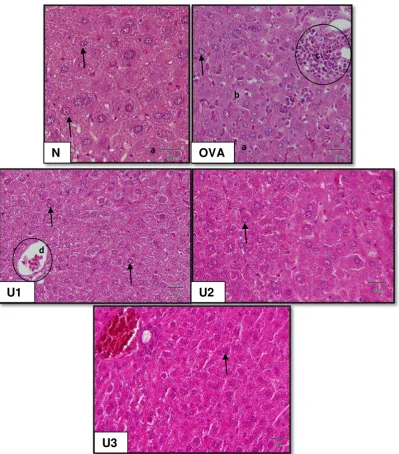 Figure 5. Histology of mice hepar after administration of purple yam tuber ethanol extract   Description; (N): negative control, OVA: positive control, U1 : dose 0.167 g/kg bw, U2 : dose 2.008 g/kg bw and U3 : dose 10.039 g/kg bw; 1 scale = 50 μm;  : norm