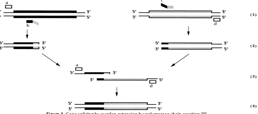 Figure 1. Gene splicing by overlap extension by polymerase chain reaction [9]  Promoter and gene illustrated in the form of bars