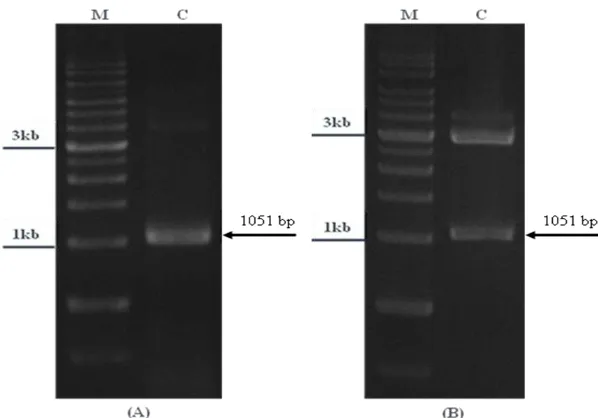 Fig. 3. Gel checking of the DNA fragments inserted into pGEM-T Easy vector. (A) Polymerase chain reaction (PCR) analysis
