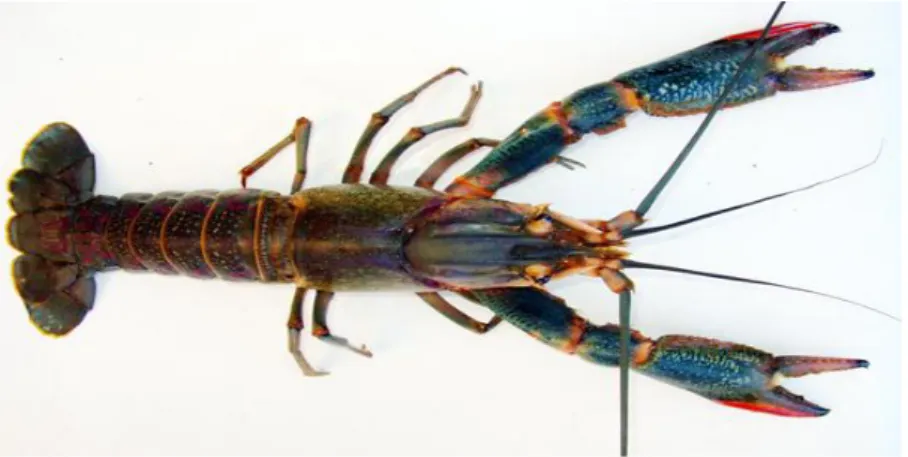 Gambar 1.  Morfologi lobster air tawar (Cherax quadricarinatus)  (Lukito dan Prayugo, 2007)