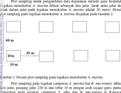 Gambar 2  Desain plot sampling pada tegakan monokultur A. marina 