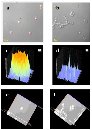 Figure 2. Observation on Carp Fish Sperm by Convocal Microscope. (a) Treatment sperm (A1B2) with hrGFP that infiltrates the core has fluorescence intensity of 3700 arbitary; (b) Control sperm without hrGFP but with PI pigmentation at fluorescence intensity