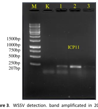 Figure 3. WSSV detection. band amplificated in 207 bp indicated sample was infected by WSSV, Description: M:Marker, K:Control, 1:Mild, 2:Moderate, 3: Severe [15]