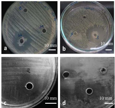 Figure 1. Inhibition zone of endophyte bacteria isolates Isolate K3 towards Candida albicans (a) and Staphylococcus aureus (b); Isolate K2 towards Salmonella enterica ser.Typhi (c); Isolate M1b towards Staphylococcus aureus (d)