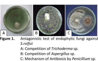 Figure 1.    Antagonistic test of endophytic fungi against 
